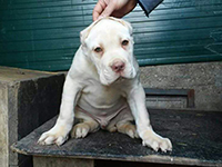 cucciolo cane corso bianco